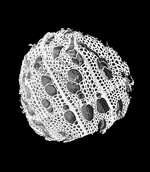 Structure microscopique analysée en résolution nanométrique