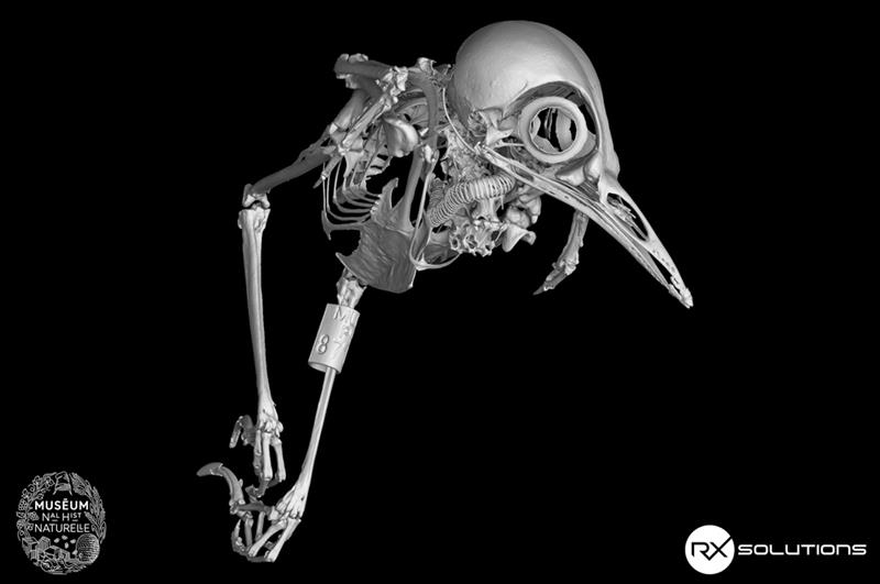 Tomographie oiseau 