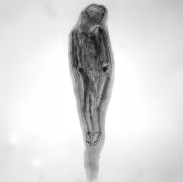 Radiography mummy falcon