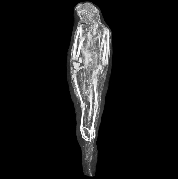 Falcon mummy computed tomography rendering