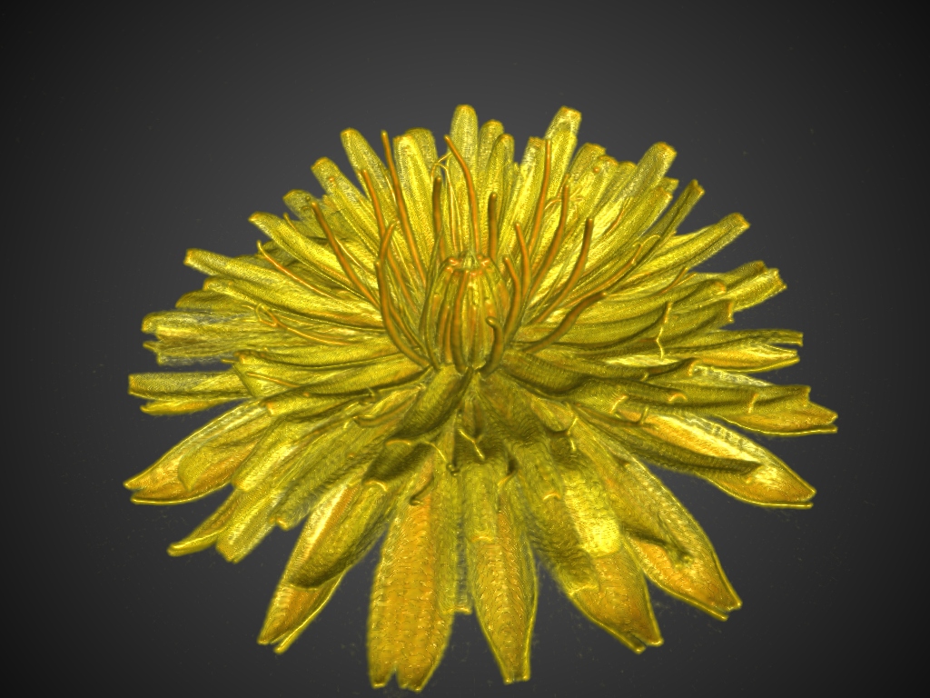 dandelion flower