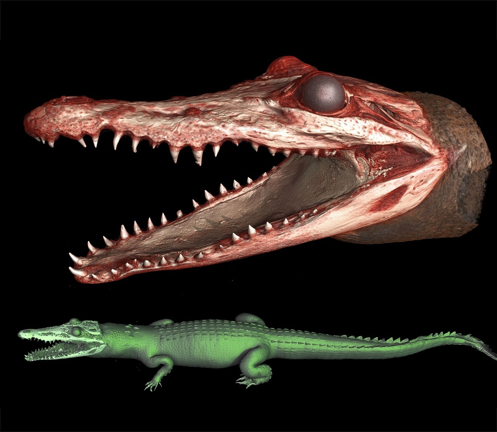crocodile scan tomography RX Solutions