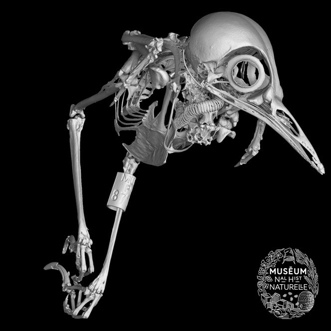 La Tomographie au Museum National d'Histoire Naturelle (MNHN) 
