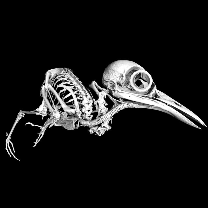 Microtomographie 3D