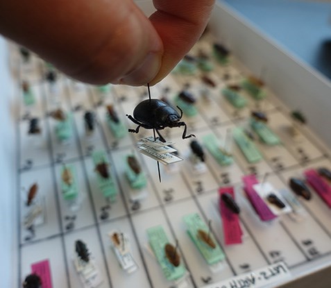 Collection insectes MNHN Paris tomography RX Solutions