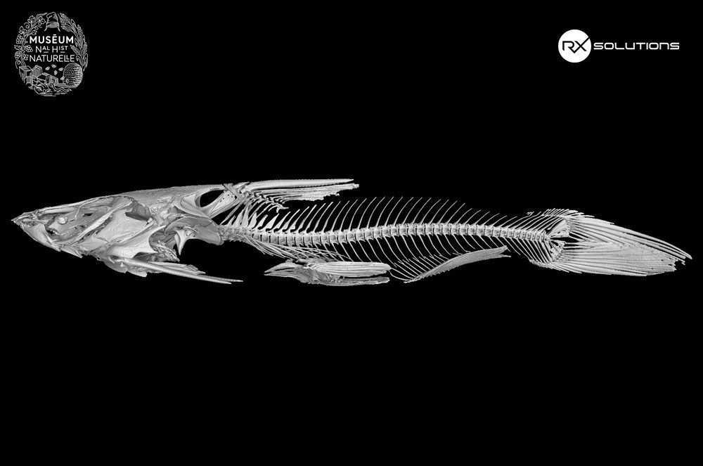 Reconstruction 3D d'un poisson-chat 