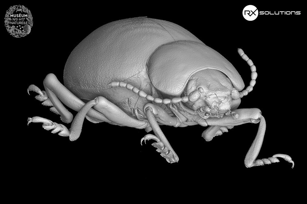 3D reconstruction MNHN
