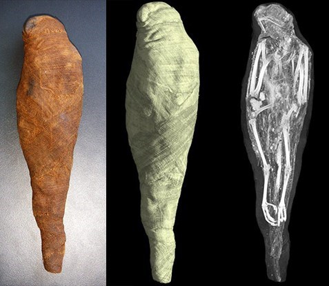 Momie de faucon, réel, rendu 3D, scan tomographie_RX Solutions
