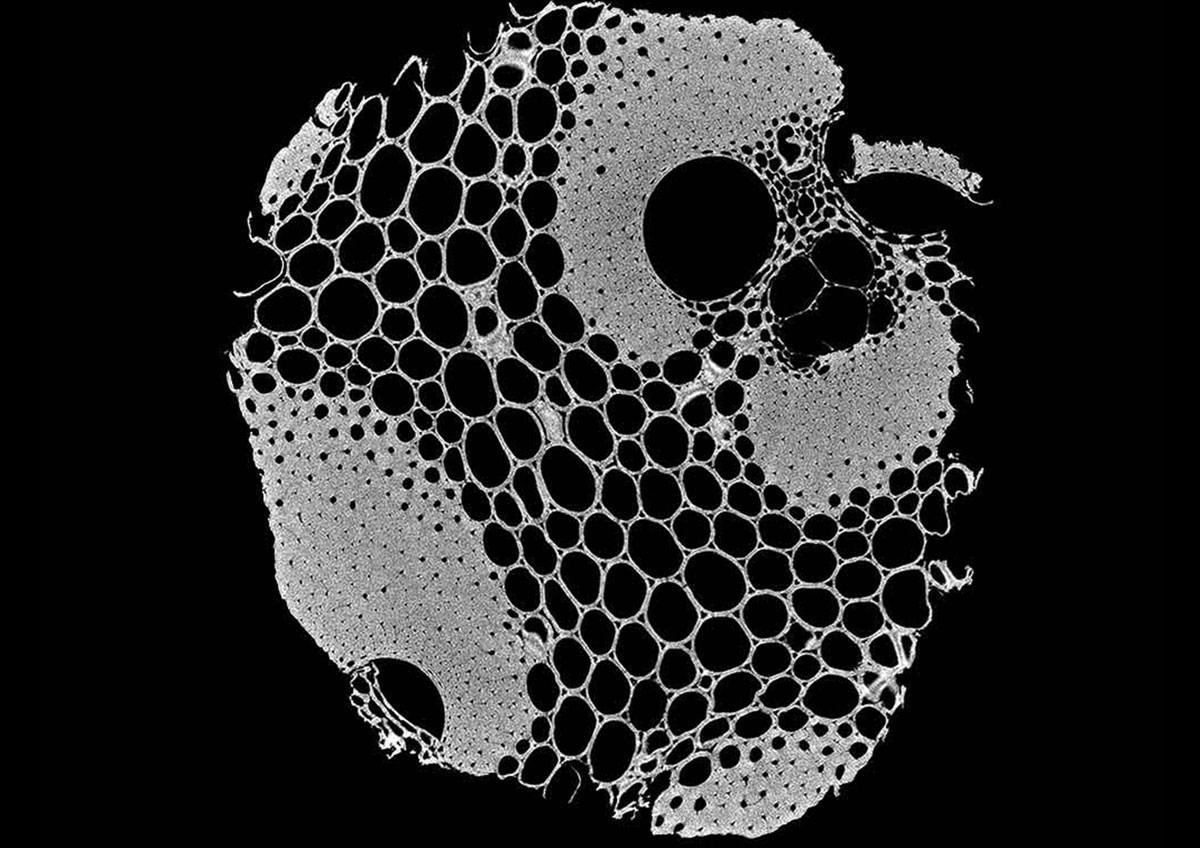Nano CT bamboo RX Solutions