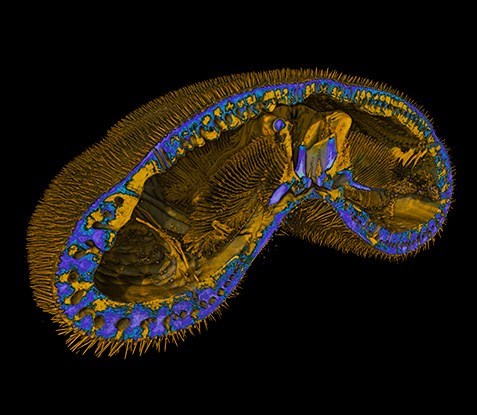 tomographie_industrielle_oursin_biology_RX_Solutions