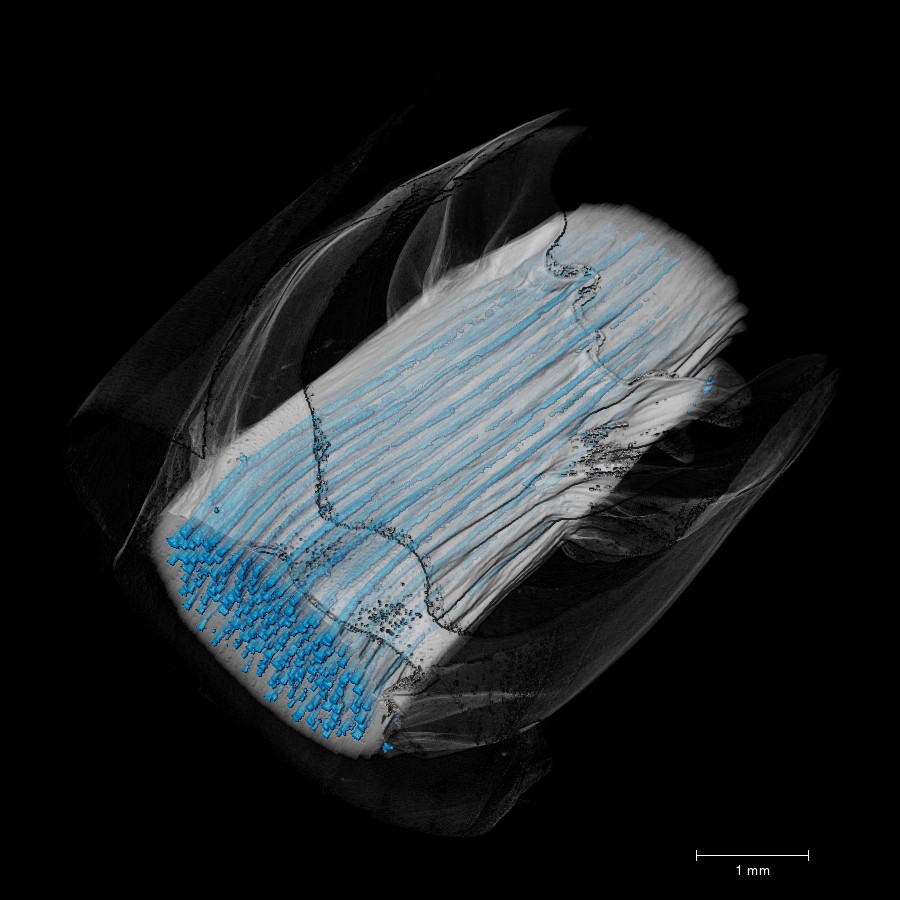 porosité rhizome de bambou scan 3D