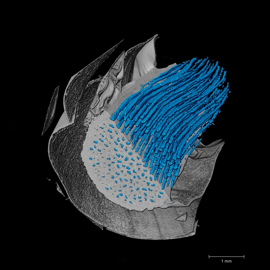 vue interne en 3D porosité rhizome de bambou